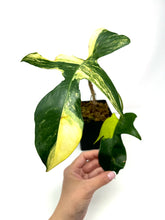 Load image into Gallery viewer, Philodendron Florida Beauty B