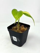 Load image into Gallery viewer, Monstera Deliciosa Aurea Variegated H