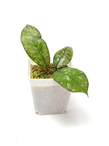 Hoya Gunung Gading Ghost D