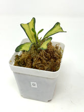 Load image into Gallery viewer, Hoya Manipurensis Variegated D