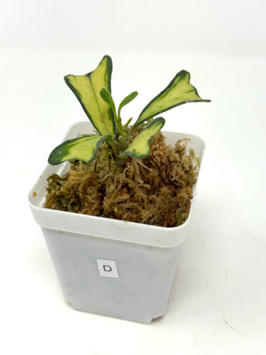 Hoya Manipurensis Variegated D