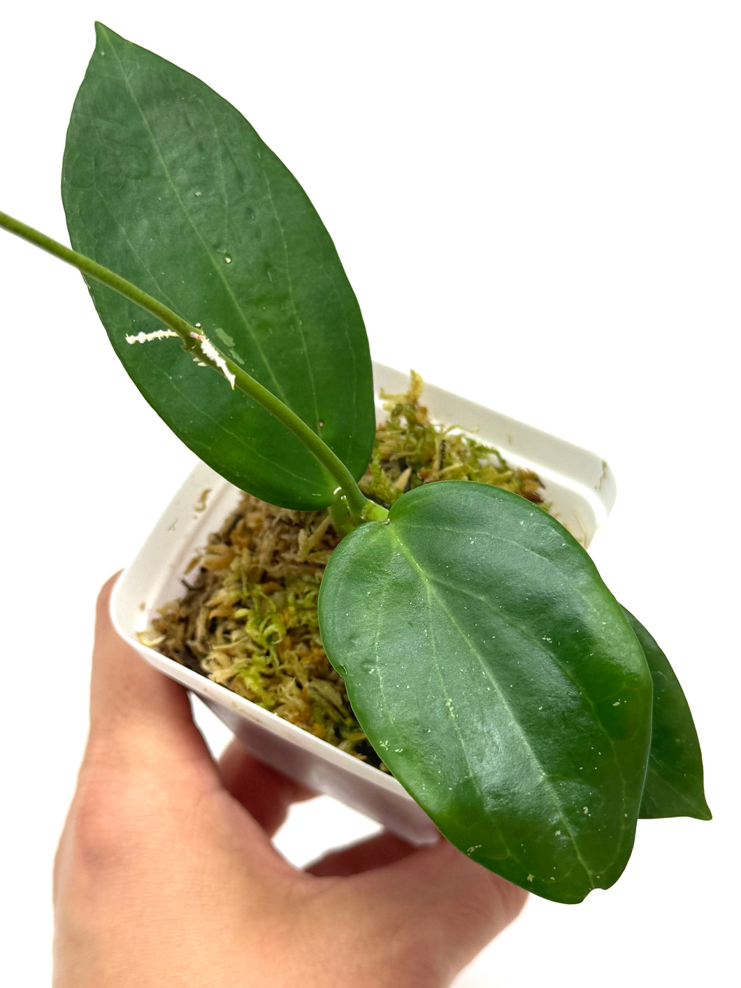 Hoya Sanguine (Mindorensis x Erythrostemma)