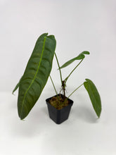 Load image into Gallery viewer, Philodendron Sharoniae