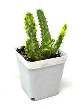 Load image into Gallery viewer, Stapelia Orbea Variegated (Ships within Canada only)