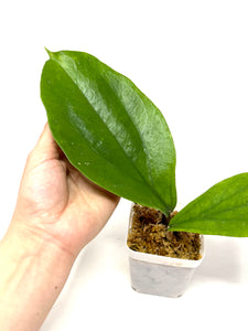 Hoya Lambii