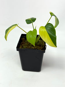 Homalomena Rubescens Variegated C