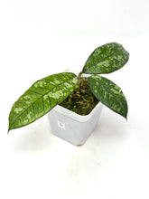 Load image into Gallery viewer, Hoya Gunung Gading Ghost D