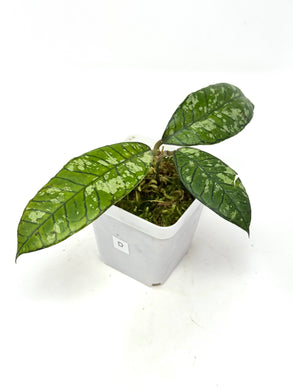 Hoya Gunung Gading Ghost D