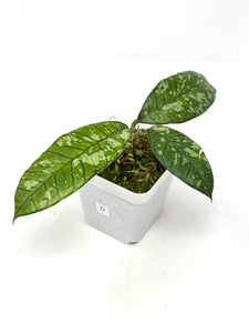 Hoya Gunung Gading Ghost D