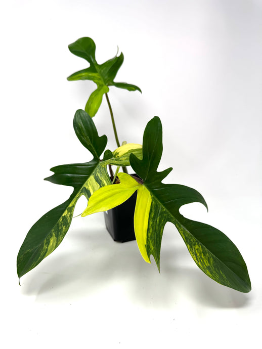 Philodendron Florida Beauty F