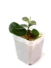 Load image into Gallery viewer, Hoya Biakensis Splash