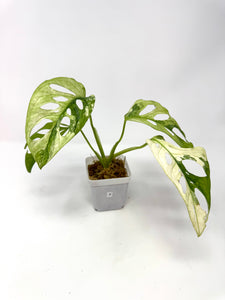 Monstera Adansonii Variegated F