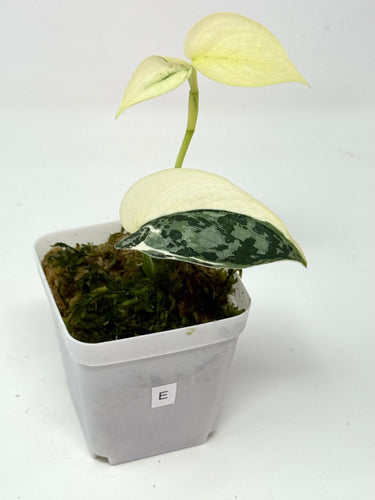 Scindapsus Mayari Variegated E