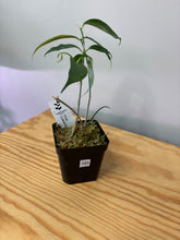 Load image into Gallery viewer, 103. Hoya Cystiantha