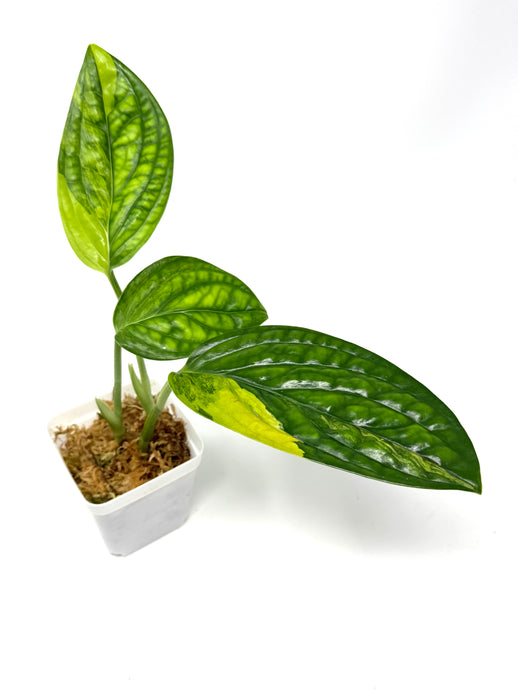 Monstera Peru Variegated