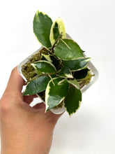 Load image into Gallery viewer, Hoya Lacunosa ‘Asami’