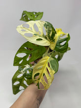 Load image into Gallery viewer, Monstera Adansonii Variegated B