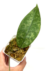 Hoya Lambii Silver G