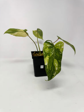 Philodendron Gloriosum Variegated A