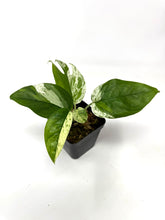Load image into Gallery viewer, Epipremnum Pinnatum 'Marble' Variegated (Small)