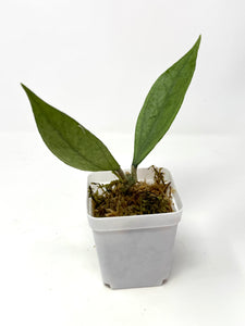Hoya Germany Silver A