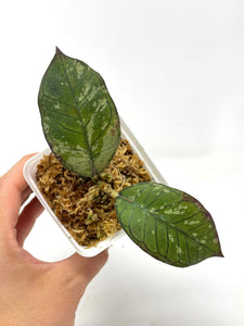 Hoya Gunung Gading Silver Ghost F