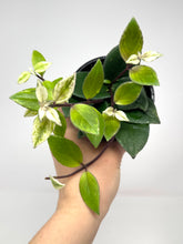 Load image into Gallery viewer, Aeschynanthus Radicans Variegated