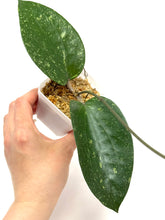 Load image into Gallery viewer, Hoya Glabra Silver H