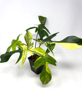 Load image into Gallery viewer, Philodendron Florida Beauty B