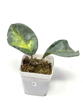 Load image into Gallery viewer, Hoya Carnosa Argentea Princess B