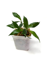 Load image into Gallery viewer, Hoya Bakoensis