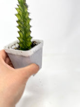 Load image into Gallery viewer, Euphorbia Trigona ‘Mint Cream’ (Ships within Canada only)