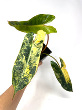Load image into Gallery viewer, Philodendron Billietiae Variegated B