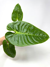 Load image into Gallery viewer, Anthurium Veitchii