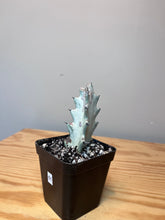 Load image into Gallery viewer, 61. Euphorbia Lactea &#39;White Ghost&#39;