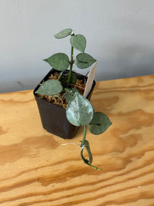 36. Hoya Lacunosa Super Silver