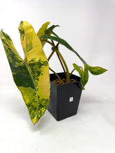 Load image into Gallery viewer, Philodendron Billietiae Variegated B