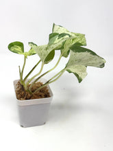 Load image into Gallery viewer, Epipremnum Aureum &#39;Manjula&#39;