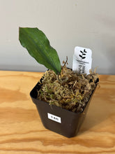 Load image into Gallery viewer, 146. Hoya Erythrina