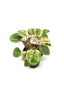 Peperomia ‘Pink Lady’