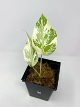 Load image into Gallery viewer, Monstera Deliciosa Albo Variegated D