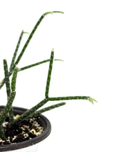 Load image into Gallery viewer, Rhipsalis Pilocarpa (ships within Canada only)