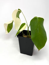 Load image into Gallery viewer, Monstera Deliciosa Albo Variegated G