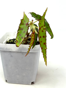 Begonia Amphioxous