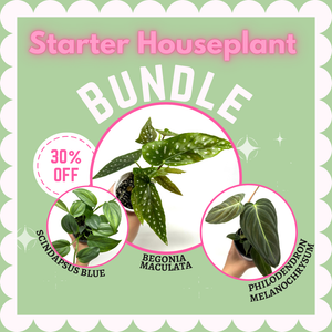 Starter Houseplant Bundle