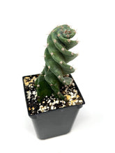 Load image into Gallery viewer, Cereus Forbesii cv. Spiralis &#39;Spiral Cactus&#39; (Ships within Canada only)