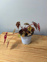 Load image into Gallery viewer, 170. Begonia Tiger Kitten