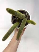 Load image into Gallery viewer, Cleistocactus Winteri “Golden Rat Tail” 6” Hanging Basket - Ships within Canada only