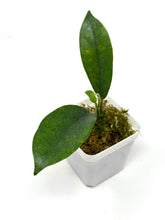 Load image into Gallery viewer, Hoya Albiflora