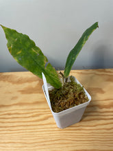 Load image into Gallery viewer, 162. Hoya Undulata Green Leaves